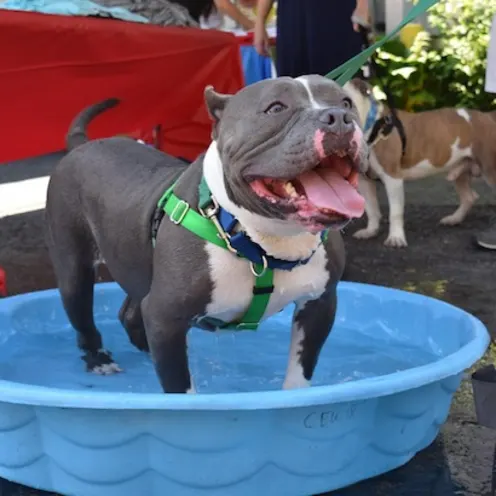 A Gray Dog Playing in a Plastic Pool